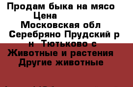 Продам быка на мясо › Цена ­ 75 000 - Московская обл., Серебряно-Прудский р-н, Тютьково с. Животные и растения » Другие животные   